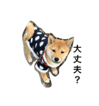 柴犬ナナスタンプ。仔犬編。（個別スタンプ：10）