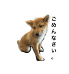 柴犬ナナスタンプ。仔犬編。（個別スタンプ：11）