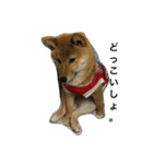 柴犬ナナスタンプ。仔犬編。（個別スタンプ：12）