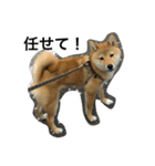 柴犬ナナスタンプ。仔犬編。（個別スタンプ：13）