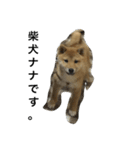 柴犬ナナスタンプ。仔犬編。（個別スタンプ：16）