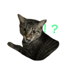 わかなず大（個別スタンプ：1）
