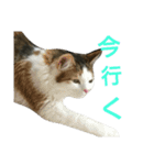 わかなず大（個別スタンプ：2）