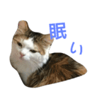 わかなず大（個別スタンプ：4）