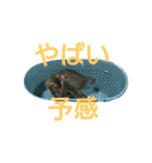 わかなず大（個別スタンプ：16）