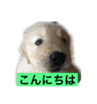 デカ文字(メイプルバター)ゴールデン（個別スタンプ：5）