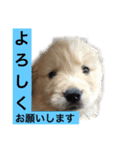 デカ文字(メイプルバター)ゴールデン（個別スタンプ：9）