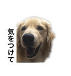 デカ文字(メイプルバター)ゴールデン（個別スタンプ：11）