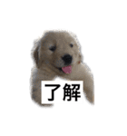 デカ文字(メイプルバター)ゴールデン（個別スタンプ：12）