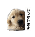 デカ文字(メイプルバター)ゴールデン（個別スタンプ：13）