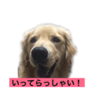 デカ文字(メイプルバター)ゴールデン（個別スタンプ：18）
