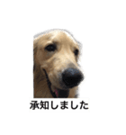 デカ文字(メイプルバター)ゴールデン（個別スタンプ：19）