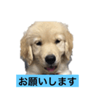 デカ文字(メイプルバター)ゴールデン（個別スタンプ：21）