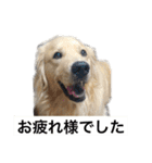 デカ文字(メイプルバター)ゴールデン（個別スタンプ：22）