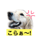 デカ文字(メイプルバター)ゴールデン（個別スタンプ：24）