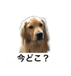 デカ文字(メイプルバター)ゴールデン（個別スタンプ：28）