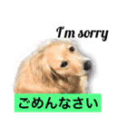 デカ文字(メイプルバター)ゴールデン（個別スタンプ：29）