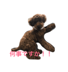 コロたんです（個別スタンプ：5）