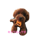 コロたんです（個別スタンプ：7）