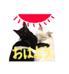 可愛い猫！！（個別スタンプ：1）