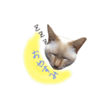 可愛い猫！！（個別スタンプ：2）