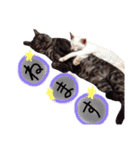 可愛い猫！！（個別スタンプ：3）