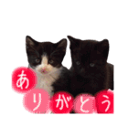 可愛い猫！！（個別スタンプ：4）