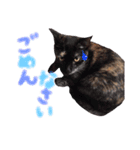 可愛い猫！！（個別スタンプ：5）