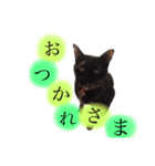 可愛い猫！！（個別スタンプ：6）