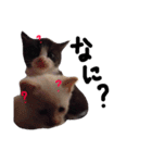 可愛い猫！！（個別スタンプ：8）