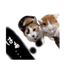 可愛い猫！！（個別スタンプ：9）