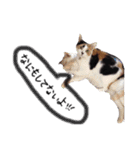 可愛い猫！！（個別スタンプ：10）