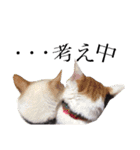 可愛い猫！！（個別スタンプ：11）