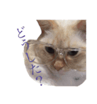 可愛い猫！！（個別スタンプ：12）