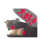 可愛い猫！！（個別スタンプ：13）