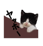 可愛い猫！！（個別スタンプ：14）