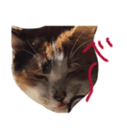 可愛い猫！！（個別スタンプ：15）