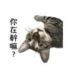 I have a cat named Cookie（個別スタンプ：1）