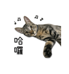 I have a cat named Cookie（個別スタンプ：3）