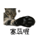 I have a cat named Cookie（個別スタンプ：4）
