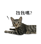 I have a cat named Cookie（個別スタンプ：5）