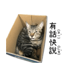 I have a cat named Cookie（個別スタンプ：6）
