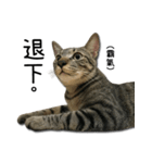 I have a cat named Cookie（個別スタンプ：9）