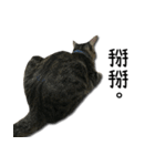I have a cat named Cookie（個別スタンプ：10）
