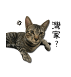 I have a cat named Cookie（個別スタンプ：11）