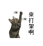 I have a cat named Cookie（個別スタンプ：12）