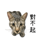 I have a cat named Cookie（個別スタンプ：13）