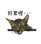 I have a cat named Cookie（個別スタンプ：14）