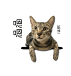 I have a cat named Cookie（個別スタンプ：15）