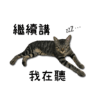 I have a cat named Cookie（個別スタンプ：16）
